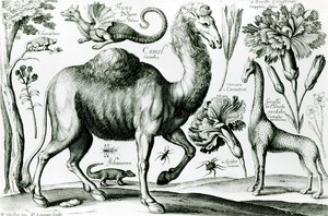 Tutkimus eläimistä ja kukista, kaiverrettu D. Loggan tekijältä Wenceslaus Hollar