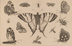 Swallow-tailed perhonen ja kaksitoista muuta hyönteistä. tekijältä Wenceslaus Hollar