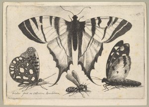 Kolme perhosta ja ampiainen, 1646. tekijältä Wenceslaus Hollar