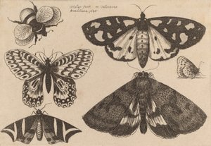 Kolme koita, kaksi perhosta ja kimalainen, 1646. tekijältä Wenceslaus Hollar
