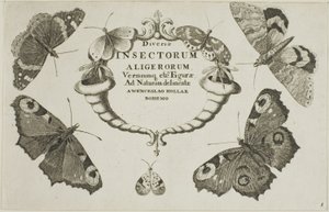 Nimilehti Miscellaneous Insectsistä tekijältä Wenceslaus Hollar