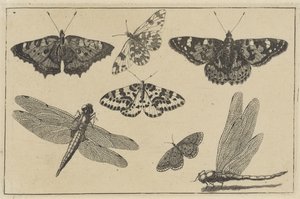 Kaksi sudenkorentoa ja viisi perhosta Erilaisia ​​hyönteisiä (sarjan nimi) Diversae Insectorum (sarjan nimi) tekijältä Wenceslaus Hollar