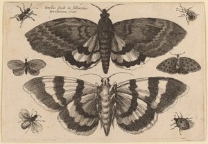 Kaksi yöperhosta ja kuusi hyönteistä tekijältä Wenceslaus Hollar
