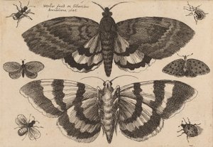 Kaksi koita ja kuusi hyönteistä, 1646. tekijältä Wenceslaus Hollar