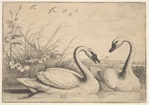 Kaksi joutsenta, 1654-58. tekijältä Wenceslaus Hollar