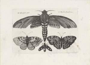 Perhosia ja koi Hyönteiset (sarjan nimi) Muscarum Scarabeorum (sarjan nimi) tekijältä Wenceslaus Hollar