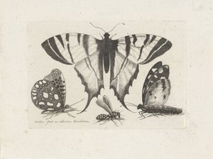 Perhosia ja ampiaista Hyönteiset (sarjan nimi) Muscarum Scarabeorum (sarjan nimi) tekijältä Wenceslaus Hollar