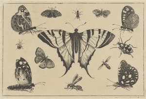 Perhosia, ampiaisia ​​ja muita hyönteisiä Erilaisia ​​hyönteisiä (sarjan nimi) Diversae Insectorum (sarjan nimi) tekijältä Wenceslaus Hollar