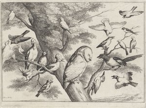 Linnut puussa Erilaisia ​​lintuja (sarjan nimi) tekijältä Wenceslaus Hollar