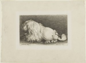 Valkoinen koira tekijältä Wenceslaus Hollar