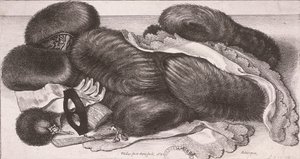 Naisten talvivaatteet, mukaan lukien muffinit, käsineet ja nenäliinat, 1647 tekijältä Wenceslaus Hollar