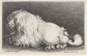 Acabat de gos blanc tekijältä Wenceslaus Hollar