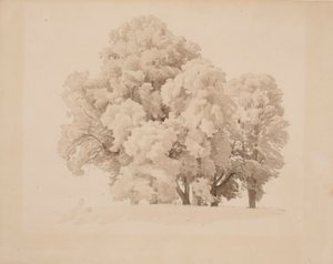 Lehtipuuryhmä tekijältä Werner Holmberg