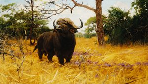 Kaffir Buffalo Prairie Grassissa,