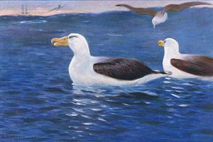 Albatrossi, kuvitus teoksesta Wildlife of the World, n. 1910