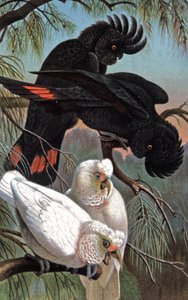 Banksin kakadu, n. 1910 (kuva) tekijältä Wilhelm Kuhnert