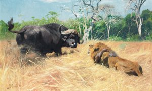 Buffalo ja leijona ennen taistelua,