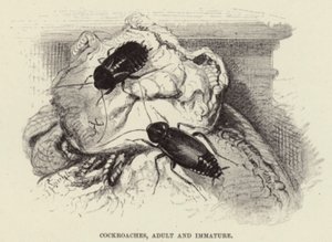Torakat, aikuiset ja epäkypsät tekijältä Wilhelm Kuhnert