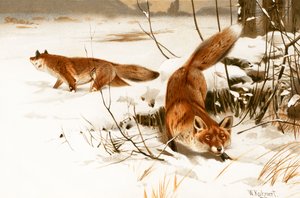 Tavallinen kettu tekijältä Wilhelm Kuhnert