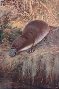 Ankannokka, kuvitus teoksesta Wildlife of the World, n. 1910 tekijältä Wilhelm Kuhnert