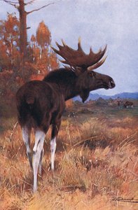 Elk or Moose, Wildlife of the World, julkaisija Frederick Warne & Co, n. 1900 tekijältä Wilhelm Kuhnert