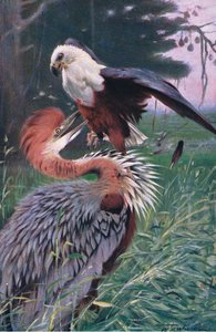 Giant Heron and Sea Eagle, kuvitus Wildlife of the World, n. 1910 tekijältä Wilhelm Kuhnert