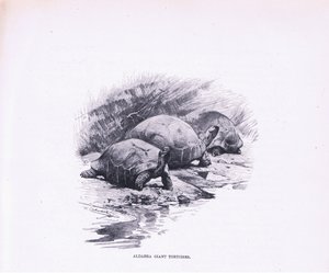 Jättikilpikonnat, kuvitus teoksesta Wildlife of the World, n. 1910 tekijältä Wilhelm Kuhnert