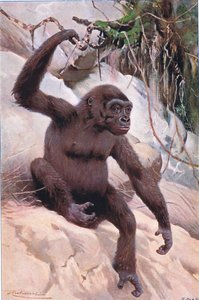 Gorilla, kuvitus julkaisusta Wildlife of the World, n. 1910 tekijältä Wilhelm Kuhnert