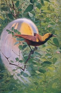 Suuri paratiisin lintu, kuvitus elokuvasta Wildlife of the World, n. 1910