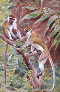 Vihreä apina, kuvitus teoksesta Wildlife of the World, n. 1910 tekijältä Wilhelm Kuhnert