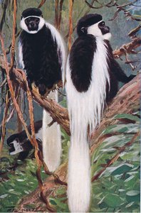 Guereza, kuvitus artikkelista Wildlife of the World, n. 1910