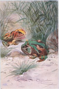 Sarvisammakko, Frederick Warne & Co:n julkaisemasta Wildlife of the World -teoksesta, noin 1900. tekijältä Wilhelm Kuhnert
