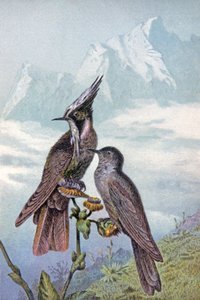 Hummingbird mask, n. 1910 (kuva) tekijältä Wilhelm Kuhnert
