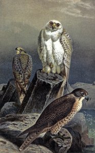 Hunting Falcon, n. 1910 (kuva) tekijältä Wilhelm Kuhnert