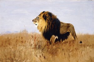 Leijona katsomassa saalista, tekijältä Wilhelm Kuhnert