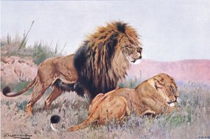 Lion and Lioness, kuvitus teoksesta Wildlife of the World, n. 1910