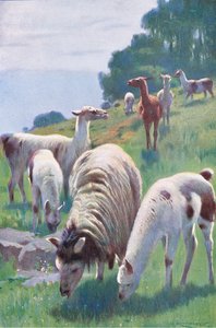Llama, Wildlife of the World, julkaisija Frederick Warne & Co, noin 1900 tekijältä Wilhelm Kuhnert