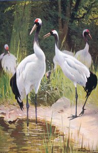 Manchurian Crane, Wildlife of the World, julkaisija Frederick Warne & Co, n. 1900