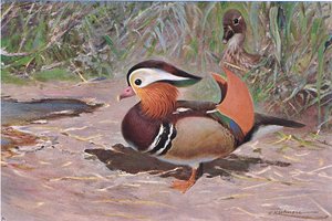 Mandarin Duck, Wildlife of the World, julkaisija Frederick Warne & Co, n. 1900
