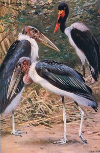 Marabou ja Jabiru, kuvitus teoksesta Maailman eläimistö, n. 1910.