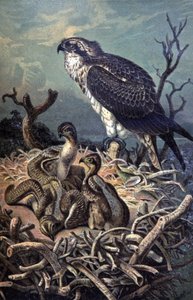 Osprey, n. 1910 (kuva) tekijältä Wilhelm Kuhnert