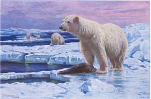 Jääkarhu, Wildlife of the World, julkaisija Frederick Warne & Co, noin 1900 tekijältä Wilhelm Kuhnert
