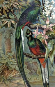 Quetzal kiiltävä, n. 1910 (kuva) tekijältä Wilhelm Kuhnert