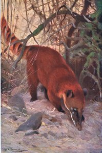 Punakoira, Frederick Warne & Co:n julkaisemasta Wildlife of the World -teoksesta, noin 1900. tekijältä Wilhelm Kuhnert