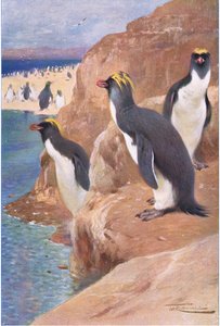 Rock Penguin, kuvitus teoksesta Wildlife of the World, n. 1910 tekijältä Wilhelm Kuhnert