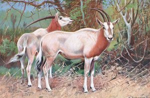 Sable-antilooppi, kuvitus teoksesta Wildlife of the World, n. 1910. tekijältä Wilhelm Kuhnert