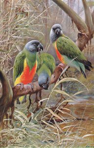 Senegal Papukaija, kuvitus julkaisusta Wildlife of the World, n. 1910 tekijältä Wilhelm Kuhnert