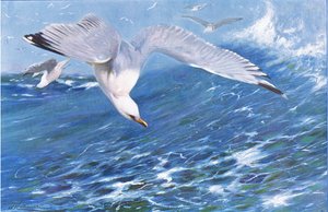Hopealokki, Wildlife of the World, julkaisija Frederick Warne & Co, noin 1900