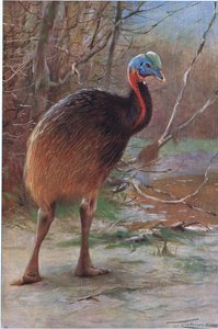 Single Wattled Cassowary, kuvitus artikkelista Wildlife of the World, n. 1910