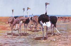 Somalian strutsi, kuvitus teoksesta Wildlife of the World, n. 1910.